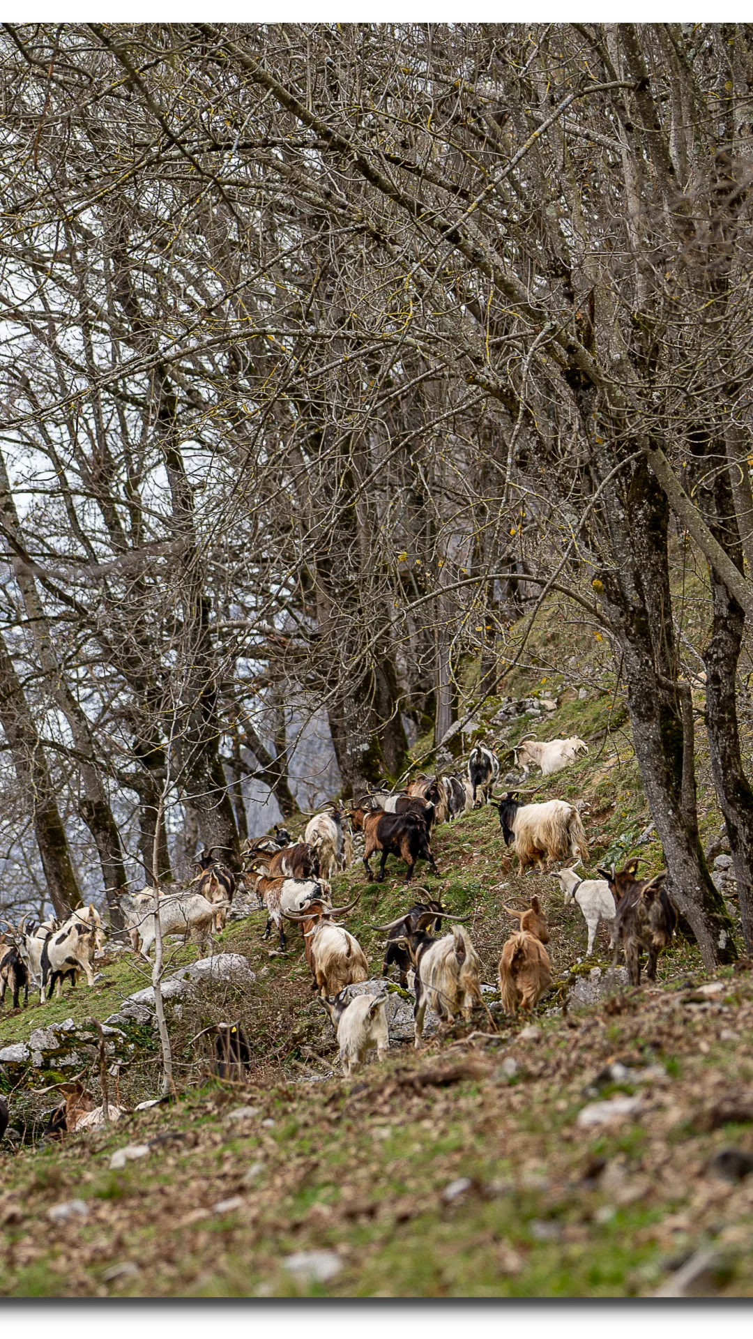 fotografía de cabras